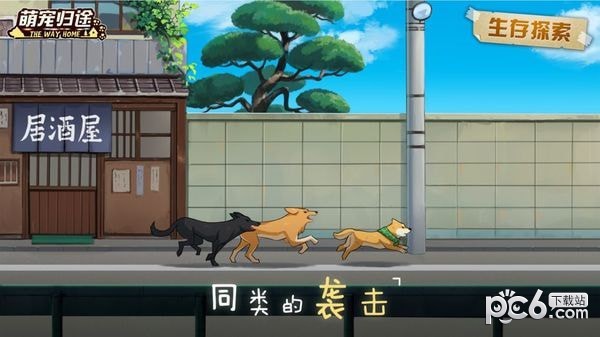 萌宠归途