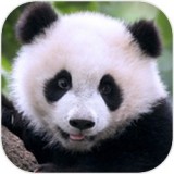 熊猫的宝藏