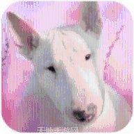 牛小帅斗牛游戏规则