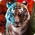 Animalia Survival