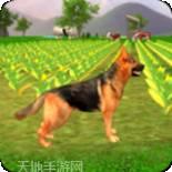 牧羊犬野生动物狩猎
