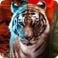 Anima黑暗王朝