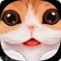 小猫咪之家