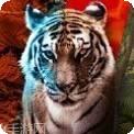 AniPang3