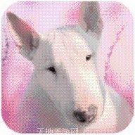 天天斗牛小游戏下载