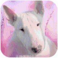 口袋斗牛在线对战