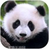 熊猫的故事
